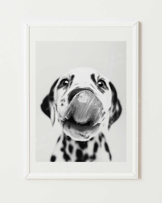 Affiche Dalmatian Kiss